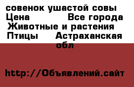 совенок ушастой совы › Цена ­ 5 000 - Все города Животные и растения » Птицы   . Астраханская обл.